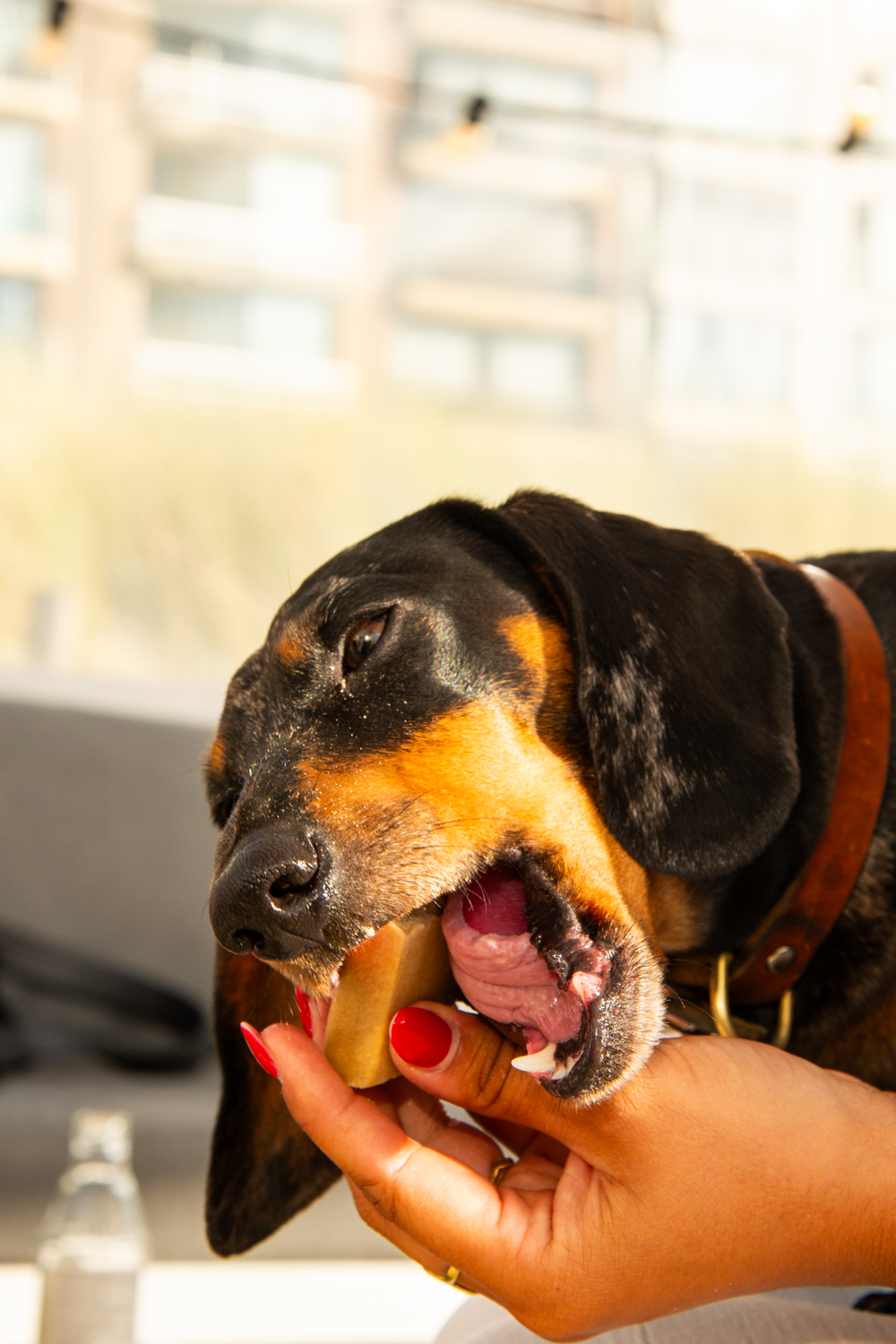 Doggy Ice Cream
